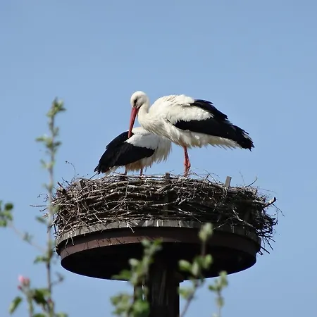 Ferienhaus Kamerun An Der Elbe * Damnatz