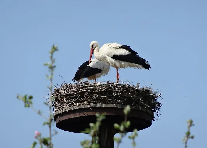 安姆埃尔伯拉德维格公寓 * Damnatz