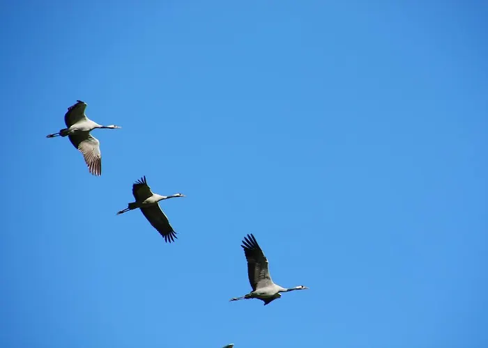 安姆埃尔伯拉德维格公寓 公寓 *